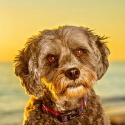 Beach Dogs Winter Portrait SPECIAL - $75