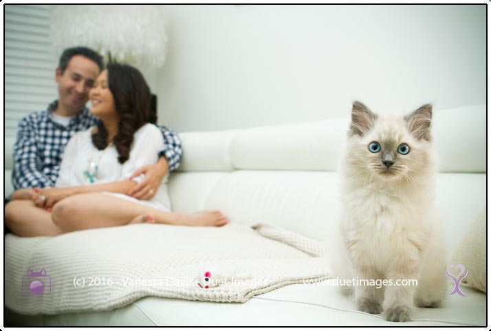 Cat Photography by the family photographer