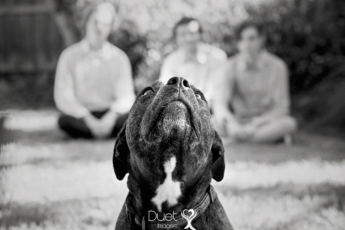 National Family Pet Portrait Month 2019
