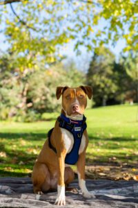 dog photography Melbourne 2026