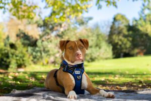 dog photography Melbourne 2026
