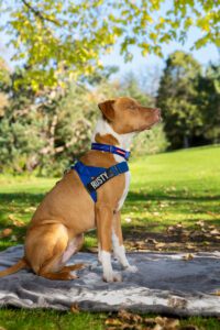 dog photography Melbourne 2026