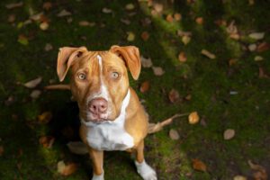 dog photography Melbourne 2026