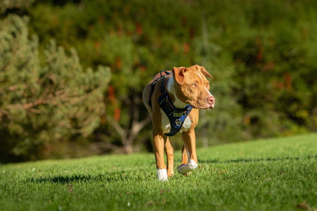 dog photography Melbourne 2026