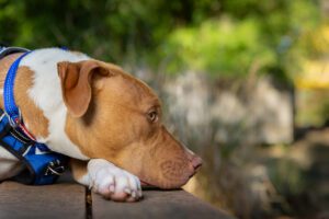 dog photography Melbourne 2026