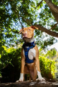 dog photography Melbourne 2026